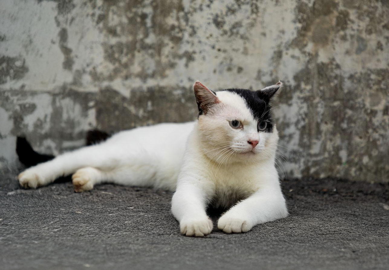 猫さん