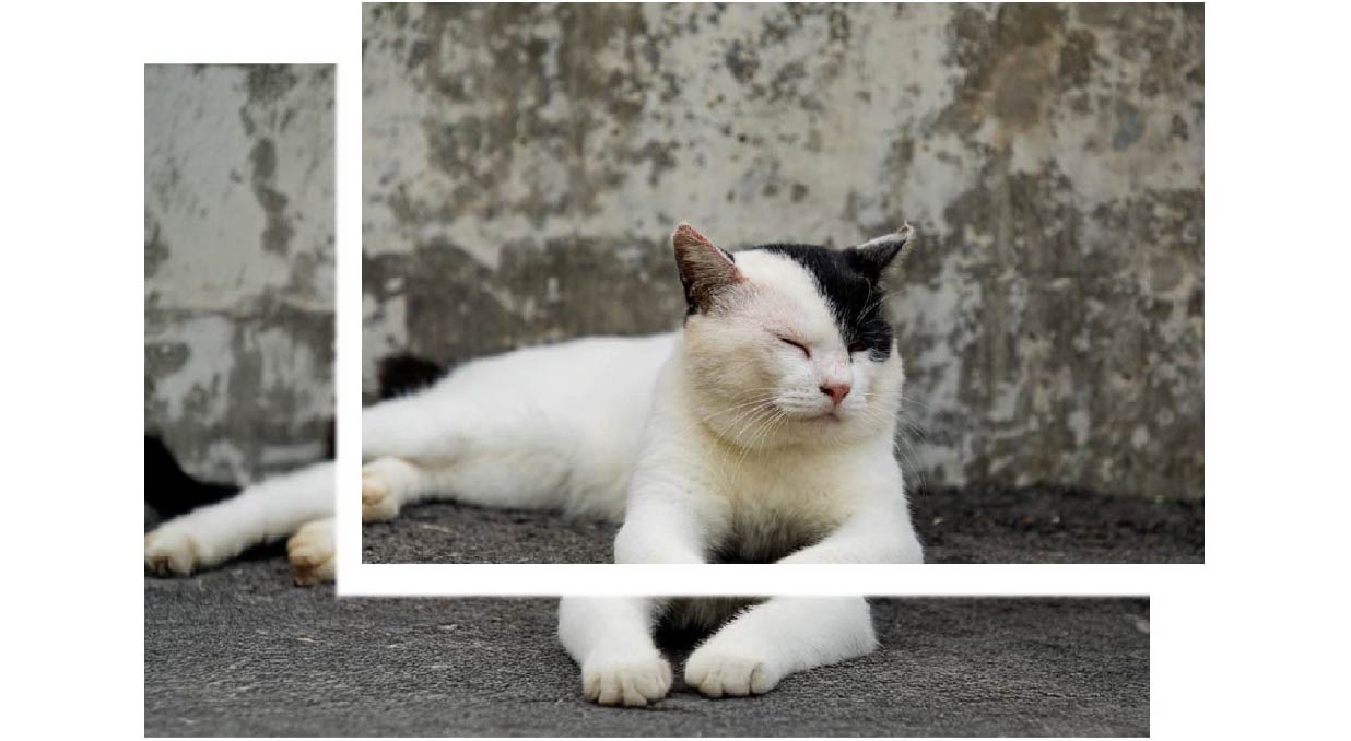 猫さん